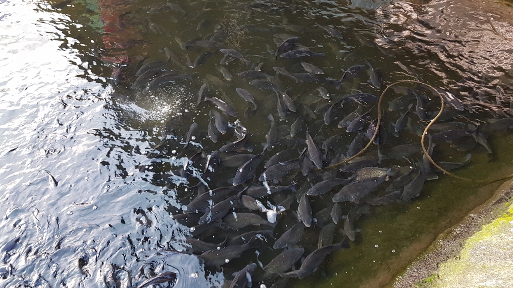 Fish for Farm Dams Aussie Fish Aquatics